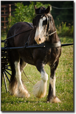 CHF Talbot's Cracker