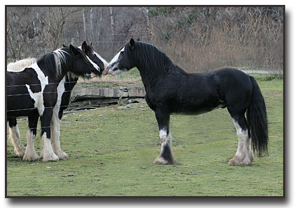 CHF Talbot's Cracker