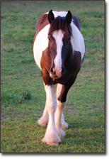 CHF Oliver Twist