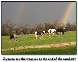 Gypsy Vanners at CHF under the rainbow