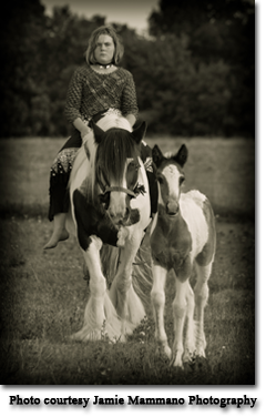 Gypsy Vanner Horses