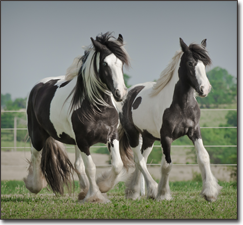 CHF Mares